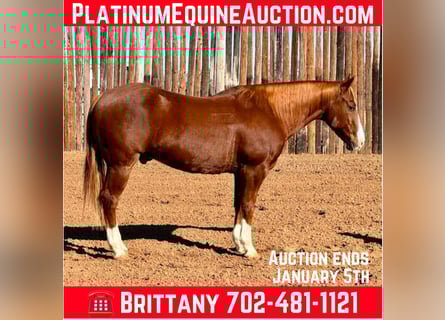 American Quarter Horse, Ruin, 13 Jaar, 150 cm, Donkere-vos