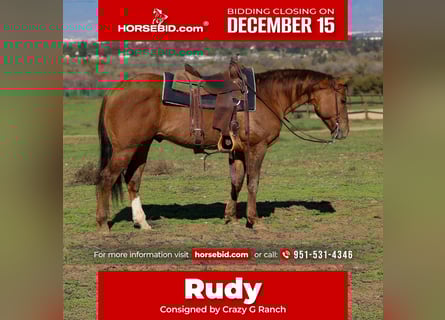 American Quarter Horse, Ruin, 13 Jaar, 150 cm, Falbe