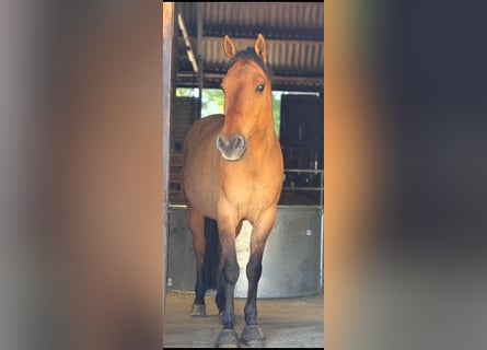 American Quarter Horse, Ruin, 13 Jaar, 150 cm