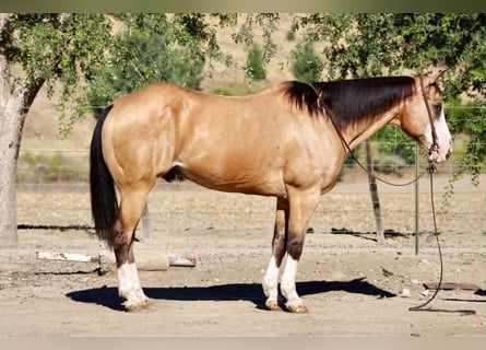 American Quarter Horse, Ruin, 13 Jaar, 152 cm, Buckskin