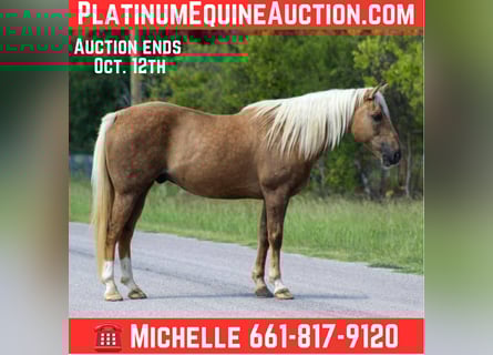 American Quarter Horse, Ruin, 13 Jaar, 152 cm, Palomino