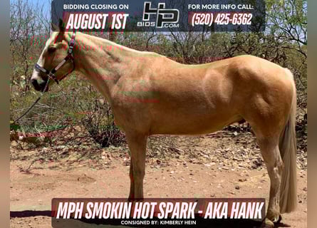 American Quarter Horse, Ruin, 13 Jaar, 152 cm, Palomino