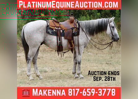 American Quarter Horse, Ruin, 13 Jaar, 152 cm, Schimmel