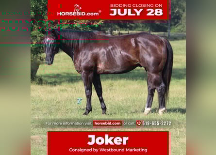 American Quarter Horse, Ruin, 13 Jaar, 152 cm, Zwart