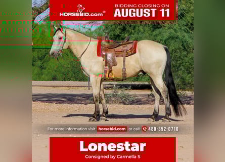 American Quarter Horse, Ruin, 13 Jaar, 155 cm, Buckskin