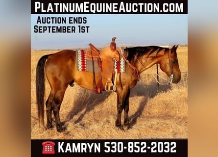 American Quarter Horse, Ruin, 13 Jaar, 155 cm, Buckskin