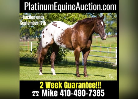 American Quarter Horse, Ruin, 13 Jaar, 155 cm, Roodbruin