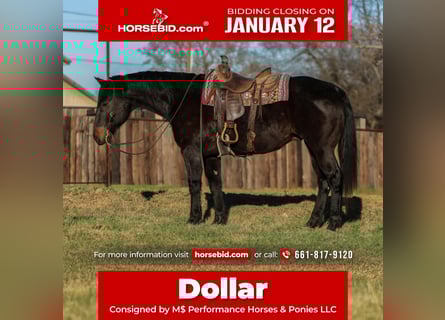 American Quarter Horse, Ruin, 13 Jaar, 155 cm, Zwart