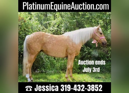 American Quarter Horse, Ruin, 13 Jaar, 157 cm, Palomino