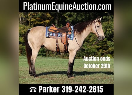 American Quarter Horse, Ruin, 13 Jaar, 160 cm, Buckskin