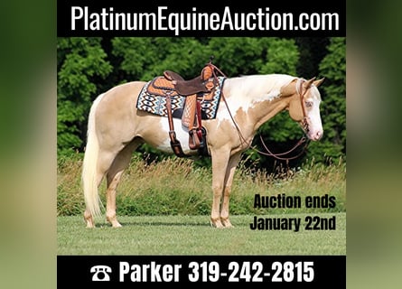 American Quarter Horse, Ruin, 13 Jaar, 160 cm, Overo-alle-kleuren