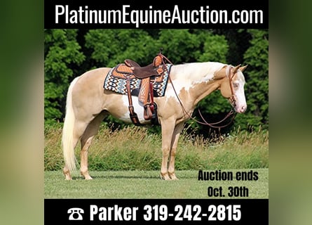 American Quarter Horse, Ruin, 13 Jaar, 160 cm, Palomino
