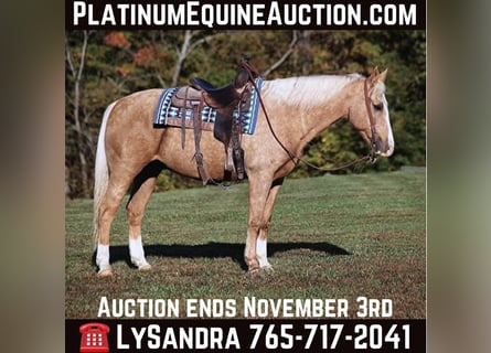 American Quarter Horse, Ruin, 13 Jaar, 160 cm, Palomino