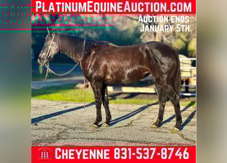 American Quarter Horse, Ruin, 13 Jaar, 160 cm, Zwart