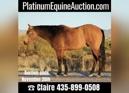 American Quarter Horse, Ruin, 13 Jaar, 165 cm, Buckskin