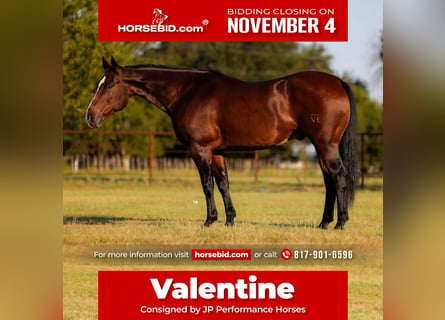 American Quarter Horse, Ruin, 13 Jaar, 165 cm, Roodbruin