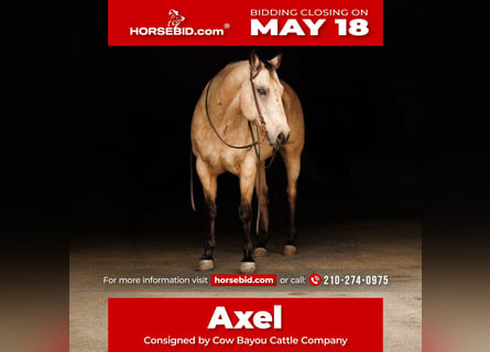 American Quarter Horse, Ruin, 13 Jaar, Buckskin