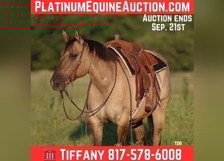 American Quarter Horse, Ruin, 13 Jaar, Grullo