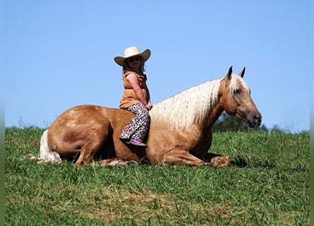 American Quarter Horse, Ruin, 13 Jaar, Palomino