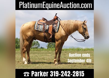 American Quarter Horse, Ruin, 13 Jaar, Palomino