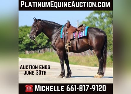 American Quarter Horse, Ruin, 13 Jaar, Zwart
