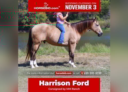 American Quarter Horse, Ruin, 14 Jaar, 140 cm, Buckskin