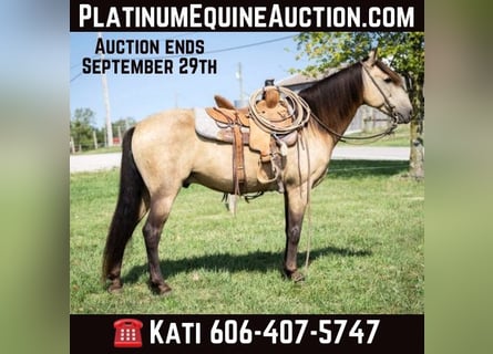 American Quarter Horse, Ruin, 14 Jaar, 142 cm, Buckskin