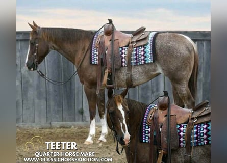 American Quarter Horse, Ruin, 14 Jaar, 142 cm, Donkere-vos