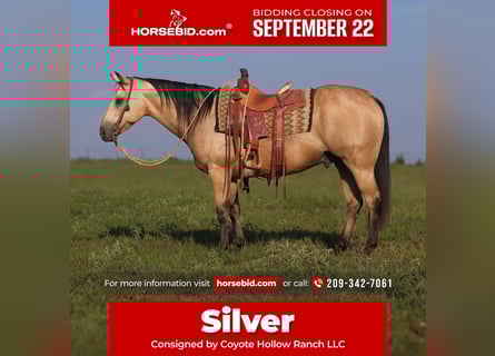 American Quarter Horse, Ruin, 14 Jaar, 147 cm, Buckskin