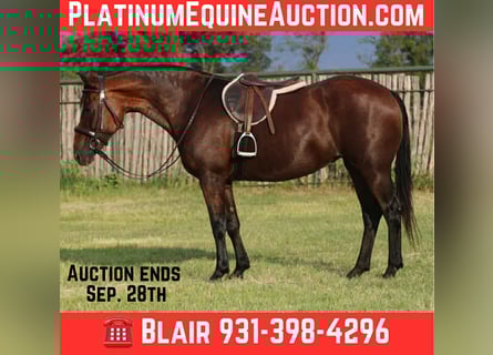 American Quarter Horse, Ruin, 14 Jaar, 150 cm, Roodbruin