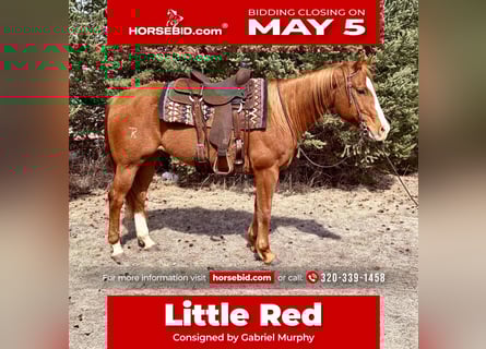 American Quarter Horse, Ruin, 14 Jaar, 150 cm, Roodvos