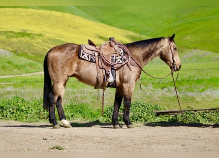 American Quarter Horse, Ruin, 14 Jaar, 152 cm, Buckskin