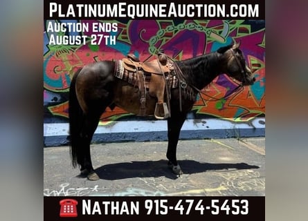 American Quarter Horse, Ruin, 14 Jaar, 152 cm, Buckskin