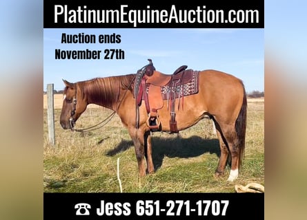 American Quarter Horse, Ruin, 14 Jaar, 152 cm, Falbe