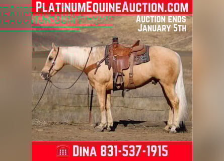 American Quarter Horse, Ruin, 14 Jaar, 152 cm, Palomino