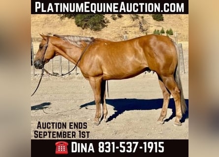 American Quarter Horse, Ruin, 14 Jaar, 152 cm, Palomino