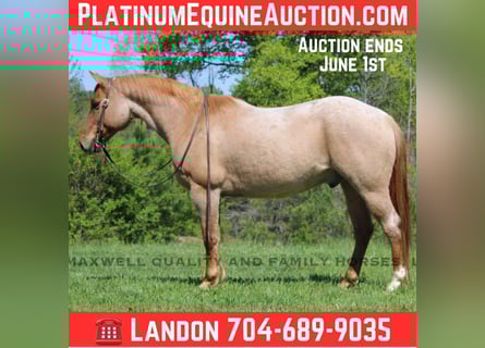 American Quarter Horse, Ruin, 14 Jaar, 152 cm, Roan-Red