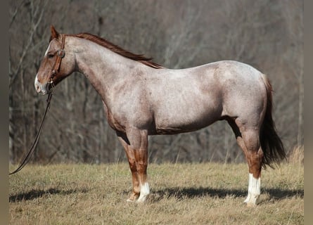 American Quarter Horse, Ruin, 14 Jaar, 152 cm, Roan-Red