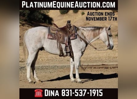 American Quarter Horse, Ruin, 14 Jaar, 152 cm, Schimmel