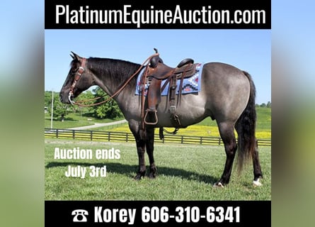 American Quarter Horse, Ruin, 14 Jaar, 155 cm, Grullo