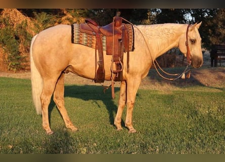 American Quarter Horse, Ruin, 14 Jaar, 155 cm, Palomino