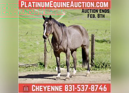 American Quarter Horse, Ruin, 14 Jaar, 155 cm, Roodbruin