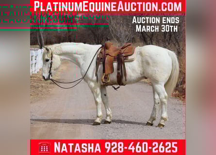 American Quarter Horse, Ruin, 14 Jaar, 155 cm, Wit