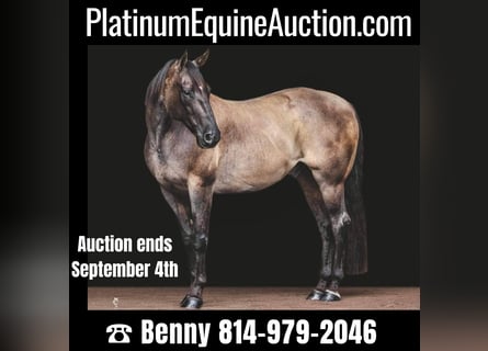 American Quarter Horse, Ruin, 14 Jaar, 157 cm, Grullo