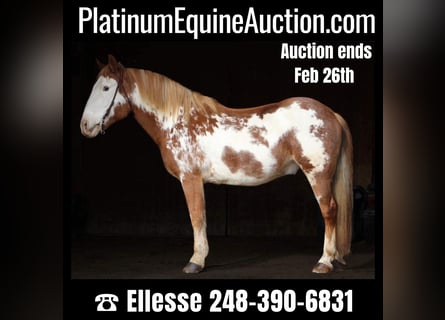 American Quarter Horse, Ruin, 14 Jaar, 168 cm, Overo-alle-kleuren