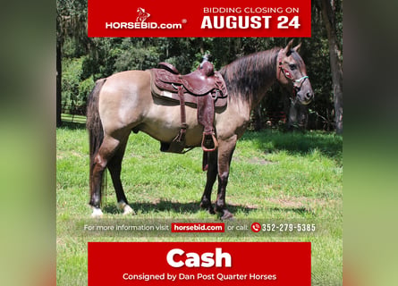 American Quarter Horse, Ruin, 14 Jaar, Grullo
