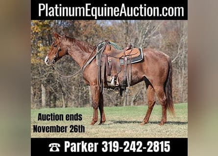 American Quarter Horse, Ruin, 14 Jaar, Roan-Red