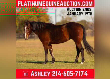 American Quarter Horse, Ruin, 15 Jaar, 142 cm, Roodbruin