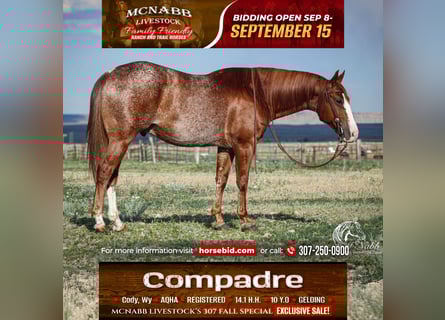 American Quarter Horse, Ruin, 15 Jaar, 145 cm, Roodvos