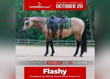 American Quarter Horse, Ruin, 15 Jaar, 150 cm, Buckskin